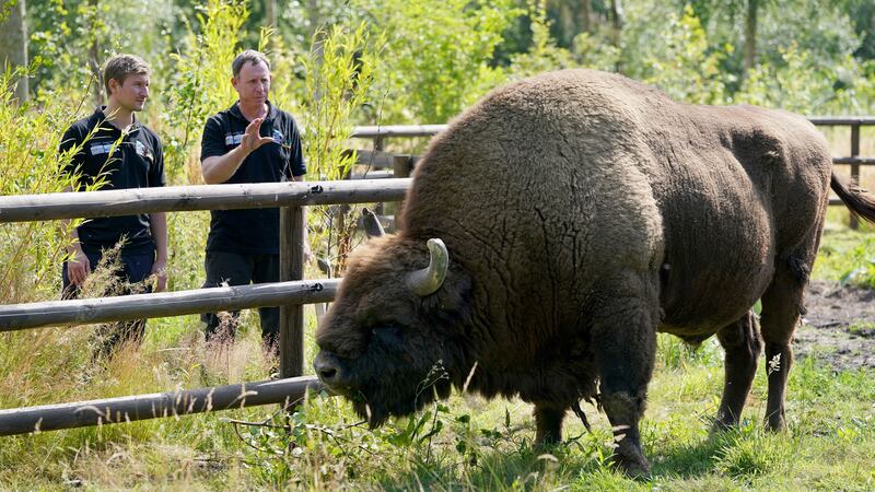 Kent Wildlife Trust wants to use the money to grow the space for its bison to roam (Gareth Fuller/PA)