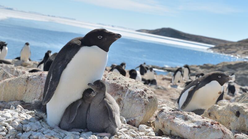 Polar biologists have known for some time that Adelie penguins tend to see population increases during years of sparse sea ice.