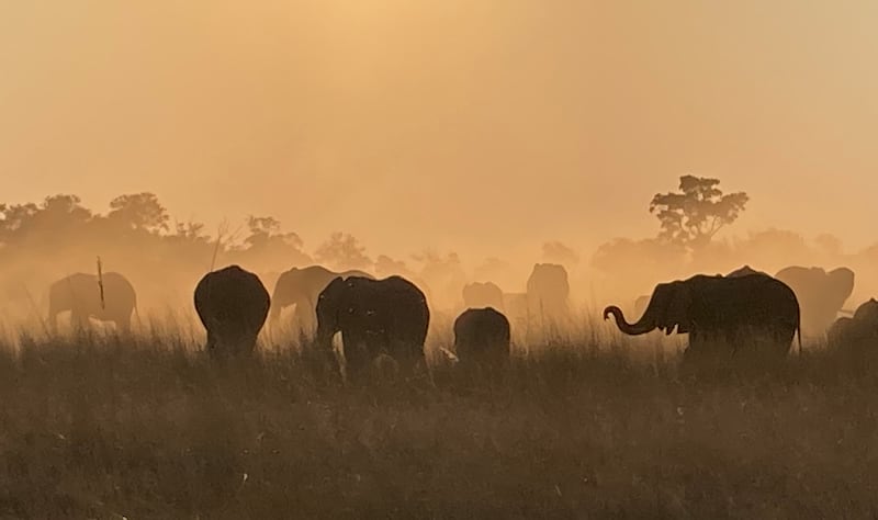 Elephants in Botswana (Sarah Marshall/PA)
