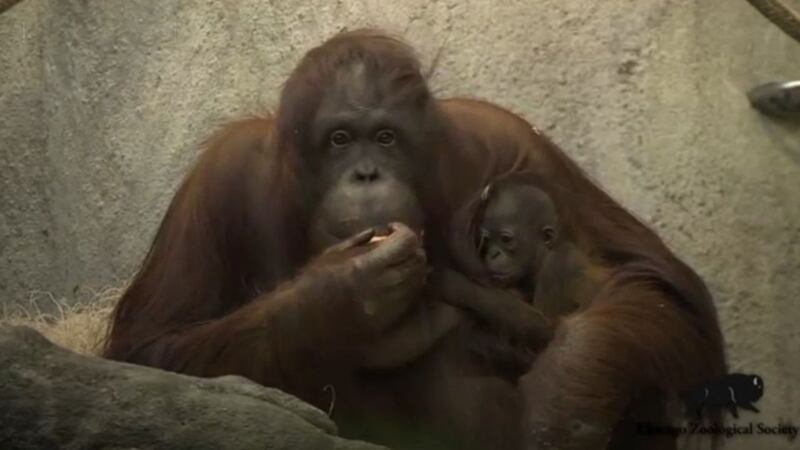 See this newborn baby orangutan clinging to its mother... just because
