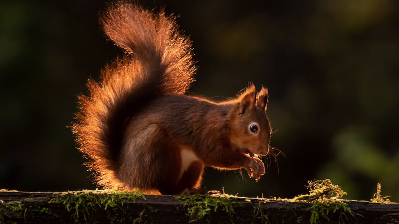 The Great Scottish Squirrel Survey is taking place next week.