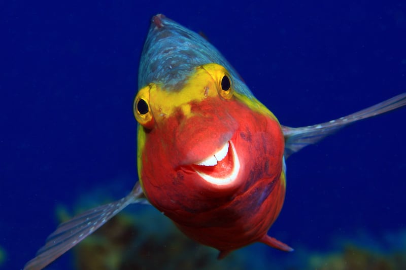 A happy looking parrotfish in Smiley, by Arthur Telle Thiemenn (Arthur Telle Thiemann/The Comedy Wildlife Photography Awards 2020)