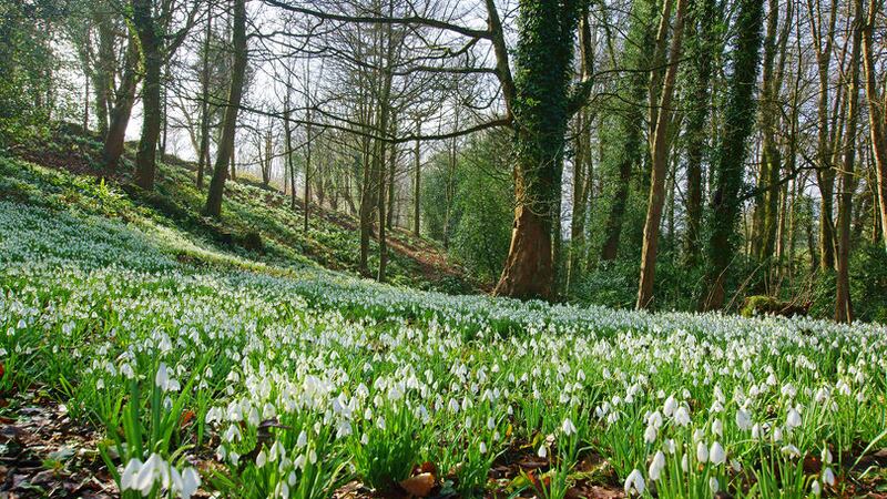 <b>PL&Uacute;IR&Iacute;N&Iacute; SNEACHTA:</b> Early spring snowdrops, Galanthus nivalis, with a hazy, misty late afternoon sunset in a beech wood - sure what more could you ask for to raise the spirits in these crazy times?