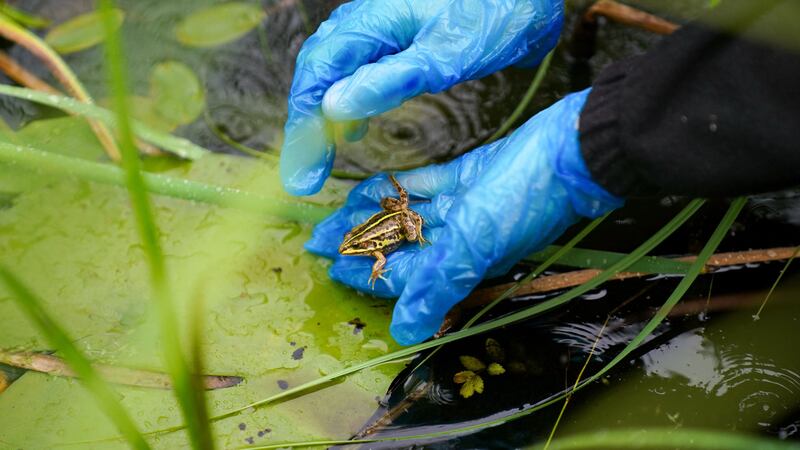 The northern pool frog was last found in Norfolk’s ancient pingo ponds, rare ponds created at the end of the last ice age.