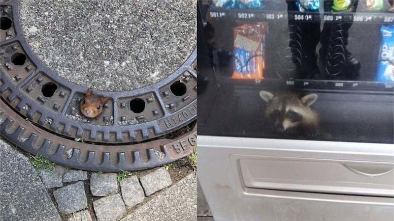 From a squirrel with its head stuck in a manhole cover to a raccoon that got trapped in a vending machine.