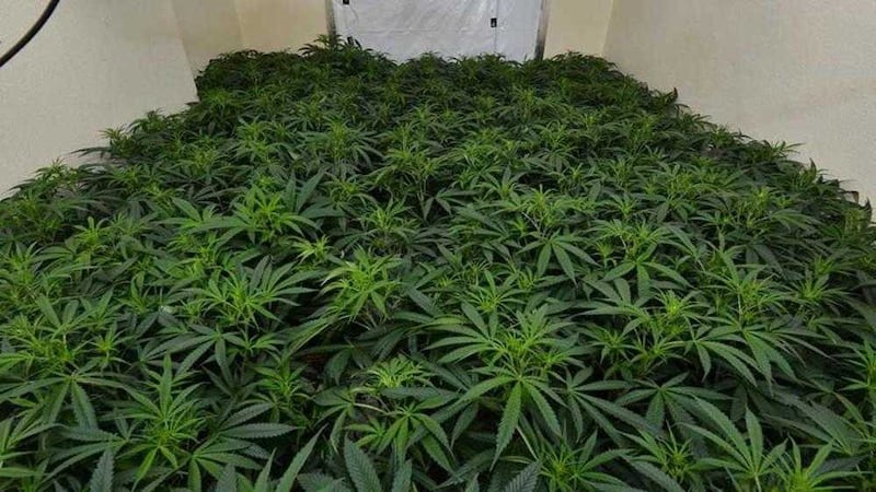 Cannabis and other drugs worth around &pound;24,500 were seized from a house in north Belfast 
