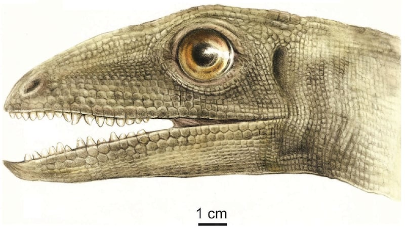 An artistic reconstruction of Silesaurus opolensis