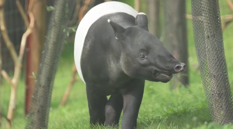 A Malayan tapir at Chester Zoo