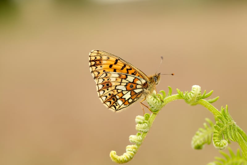Small Pearl-bordered Fritillary saw its lowest ever count in 2023. (Iain Leach/UKBMS)