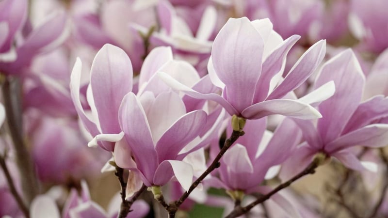 Magnolia flowers come in a variety of colours, from pure white through pink to deep magenta and even yellow. Picture by PA Photo/thinkstockphotos 