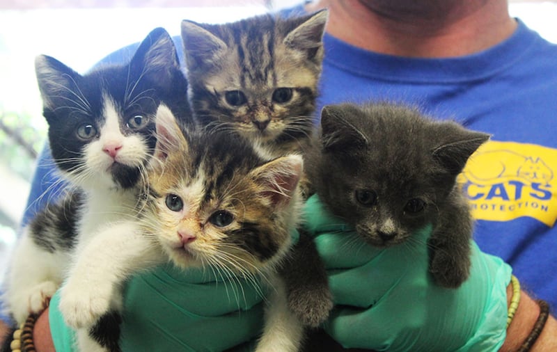 &nbsp;Some of the more than 40 kittens in need of homes