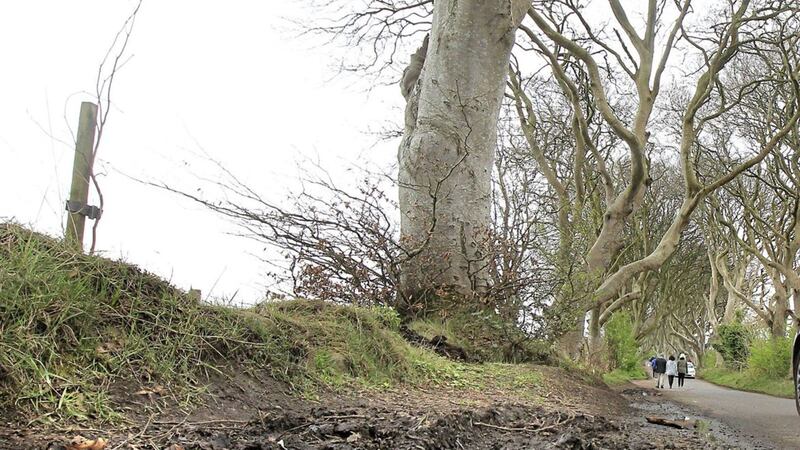 It has been claimed the Dark Hedges ancient trees are being destroyed by visitors to the Co-Antrim attraction. Picture Margaret McLaughlin. 
