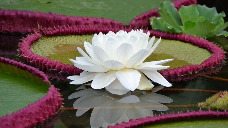 The list features a record-breaking giant waterlily in the wetlands of Bolivia to a waterfall-dwelling plant deemed extinct before it was named.