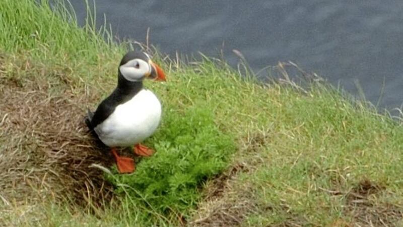 The enchanting puffin birds visit Rathlin Island around May and June PICTURE: Belfast Dynamos 