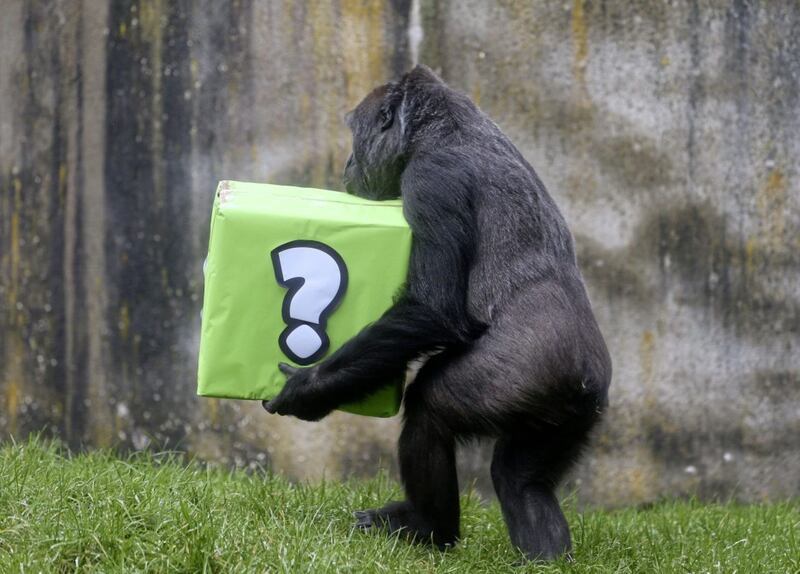 Belfast Zoo hosted a gender reveal party for a baby Western lowland gorilla yesterday. Picture by Mal McCann 