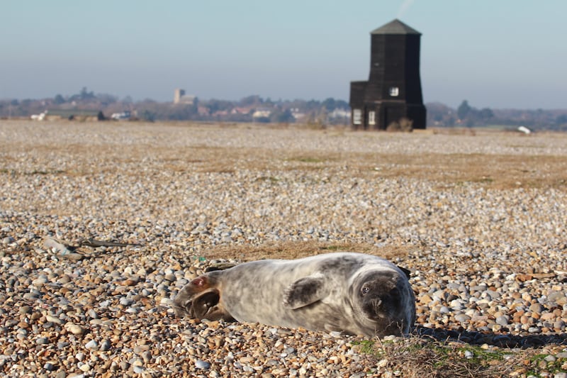 It is thought the seals may have spilled over from well-populated colonies in Norfolk to become Suffolk’s first breeding colony.