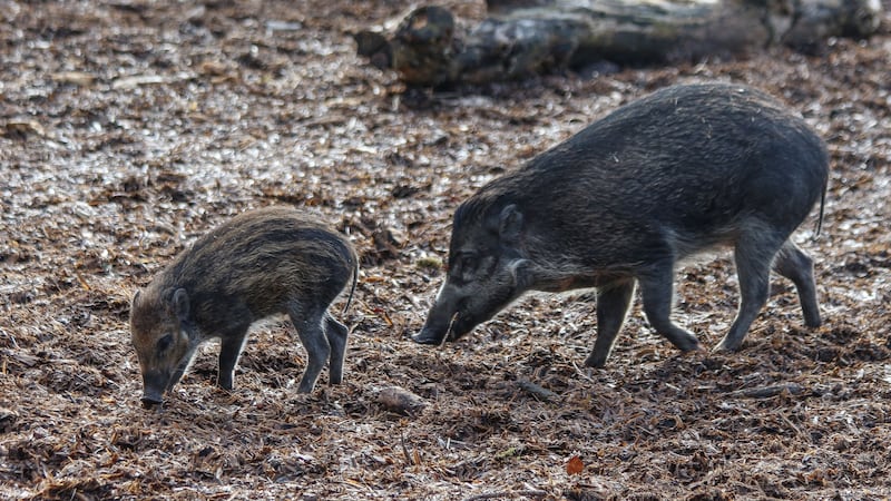 There are said to be fewer than 200 Visayan warty pigs left in the wild.