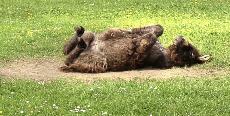 Baby Timmy the Donkey enjoys a roll in the warm sunshine at the Donegal Donkey Sanctuary. Picture by Margaret McLaughlin 