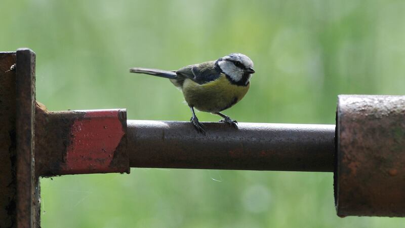 The University of Edinburgh experts looked at how climate change is affecting bird populations in Britain.