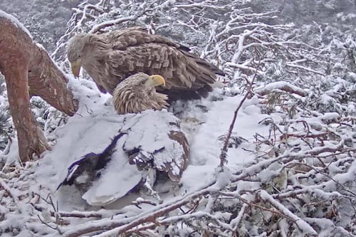 Camera hidden in stick gives ‘phenomenal’ live view of nesting sea eagles