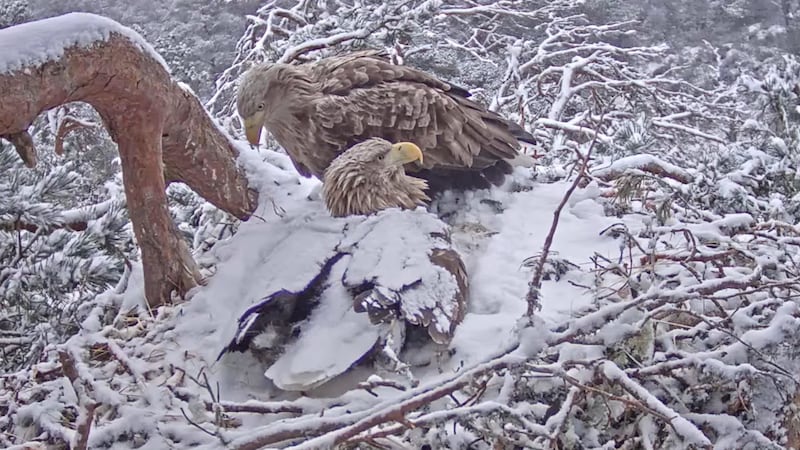 Video from the nest can be viewed at the Loch Garten Nature Centre at RSPB Scotland’s nature reserve at Abernethy.