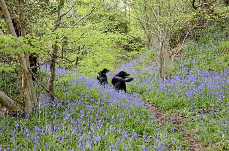 Bluebells at Prehen woodland in Derry                                     