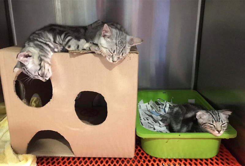 Kittens enjoying the cardboard creations