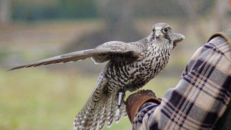 Get up close to birds of prey at Larne Museum this Saturday 