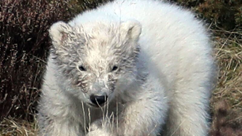 Hamish, who lives in Scotland, is the UK’s first polar bear cub in 25 years.