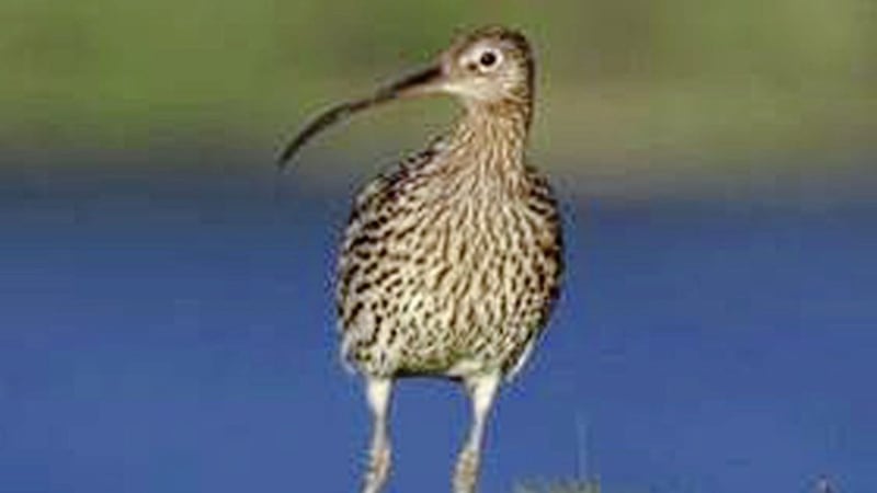 The number of curlews in Ireland has been decimated in recent years 