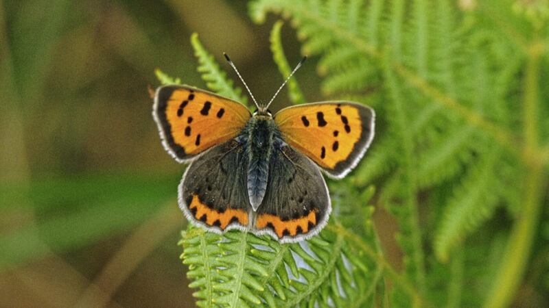 A small copper butterfly 