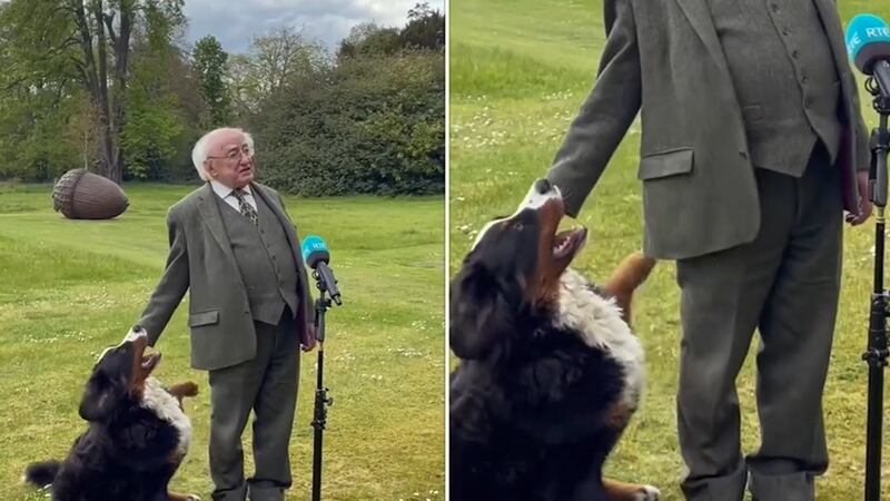 Michael D Higgins’ dog, Misneach, was seen pawing at his owner and playfully chewing his hands.