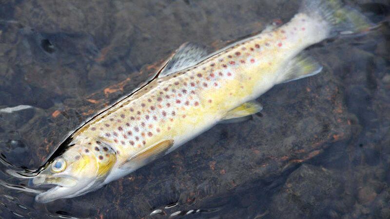 A dead fish in the River Enler in Co Down where up to 300 brown and sea trout were recently killed  