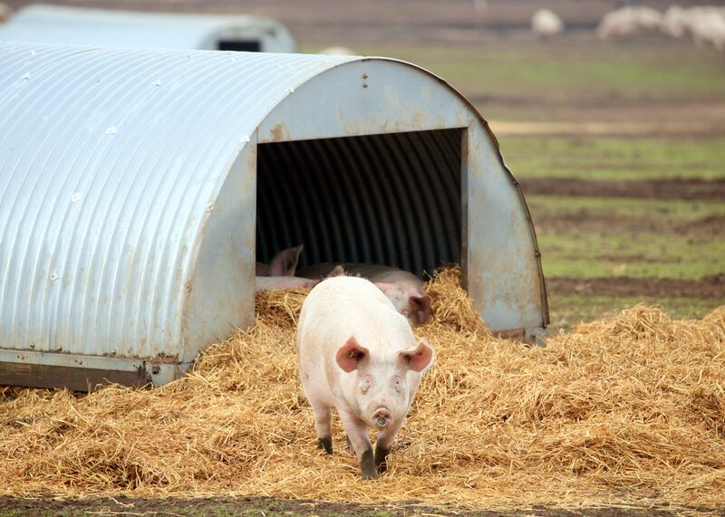 A pig on a farm in North Yorkshire
