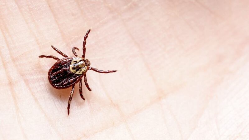 A tick &ndash; the bacterial infectious disease Lyme disease is transmitted to humans via their bite 