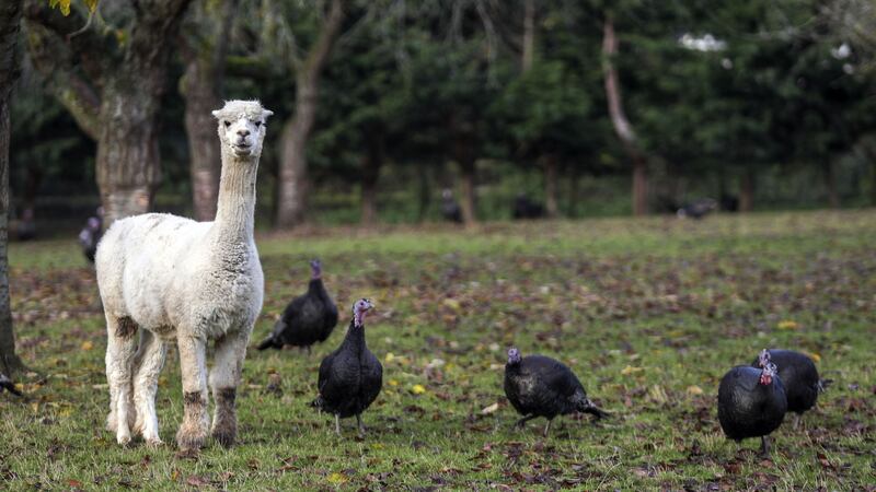 Alpacas guard birds from foxes at Copas Traditional Turkeys in Maidenhead.