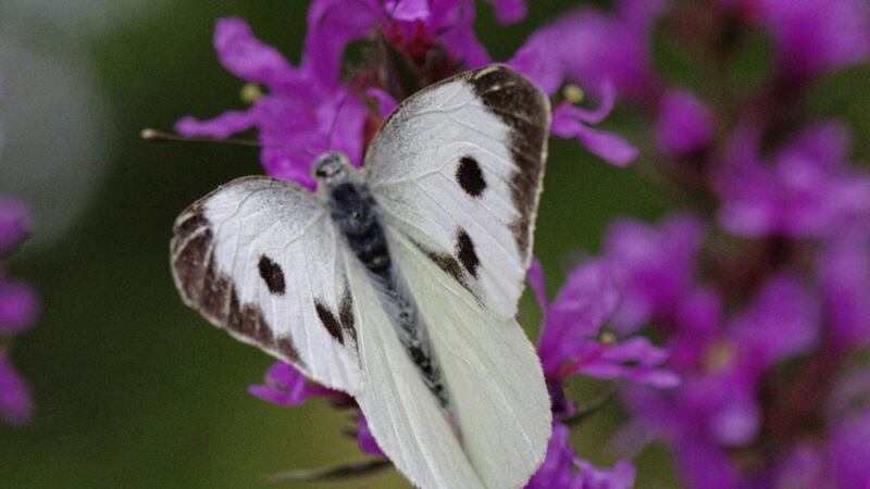 The large white butterfly has wings with black tips to the forewings, extending down the wing edge 