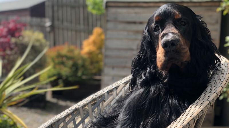 Ralph, a five-year-old Gordon Setter, was treated using technology that is said to have previously only been available for humans.