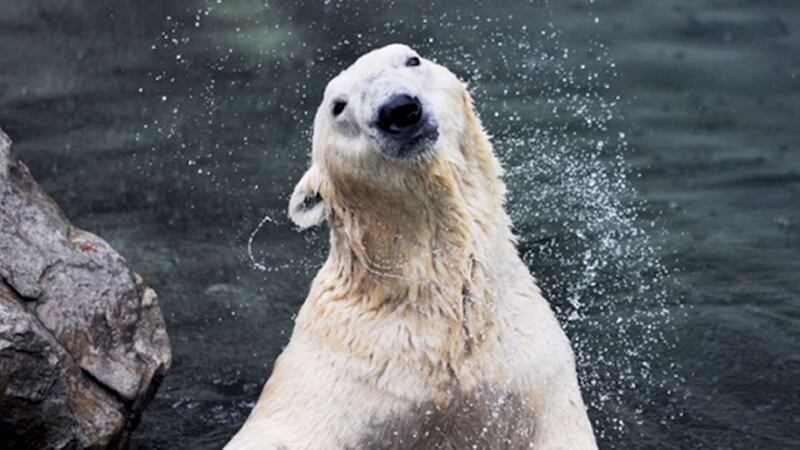 Tongki is set to join England’s only polar bears at the Yorkshire Wildlife Park in November.