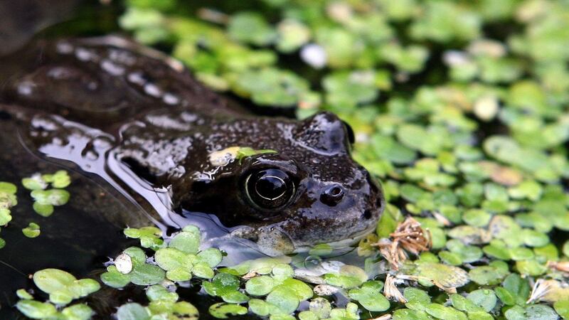 Scientists say their findings suggest global warming could have a huge impact on the life expectancy of some animals.