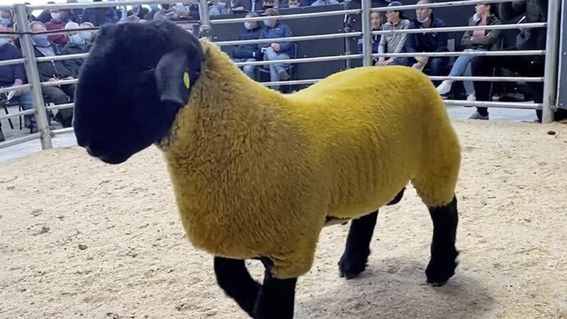 A seven-month-old Suffolk ram has been sold by Richard Thompson, a farmer from Ballybofey in Co Donegal, for a record &euro;44,000. Picture by RTE 