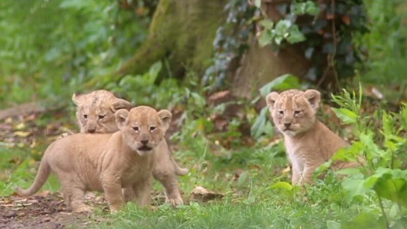 The lions were born in May to first-time parents Oudrika and Adras.