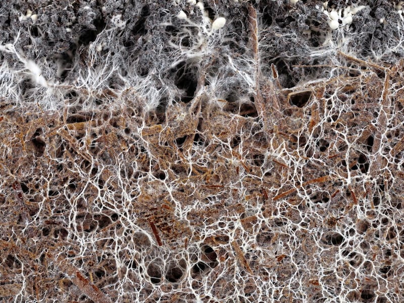 Subterranean mycorrhiza in soil  