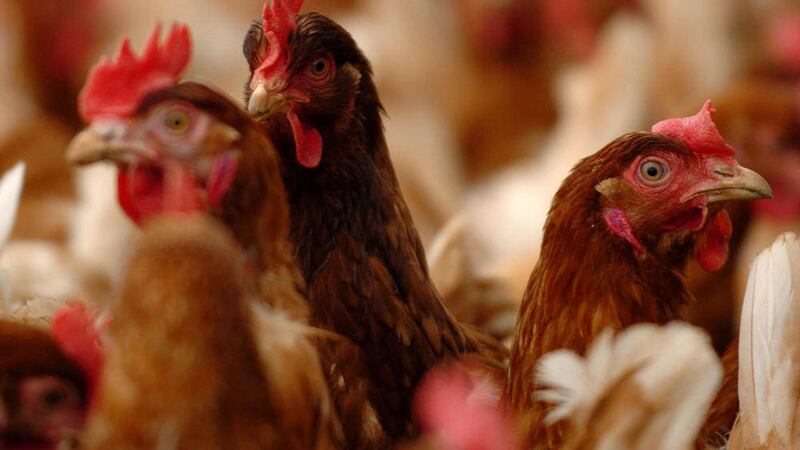 Anyone wishing to bring poultry products or live birds into the north must now apply for a specific licence. 