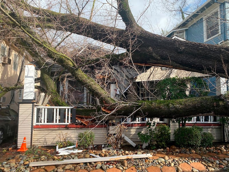 A tree collapsed and ripped up the sidewalk damaging a home