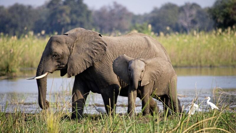 Elephants in South Luangwa National Park, Zambia 