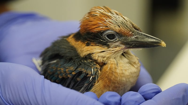 Guam kingfishers or siheks are nearing extinction, but are to be released back in the wild as part of a project to grow the population (Thomas Mangloña/KUAM News)