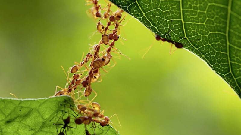 Ants work together to build a bridge from their own bodies that other ants can then use