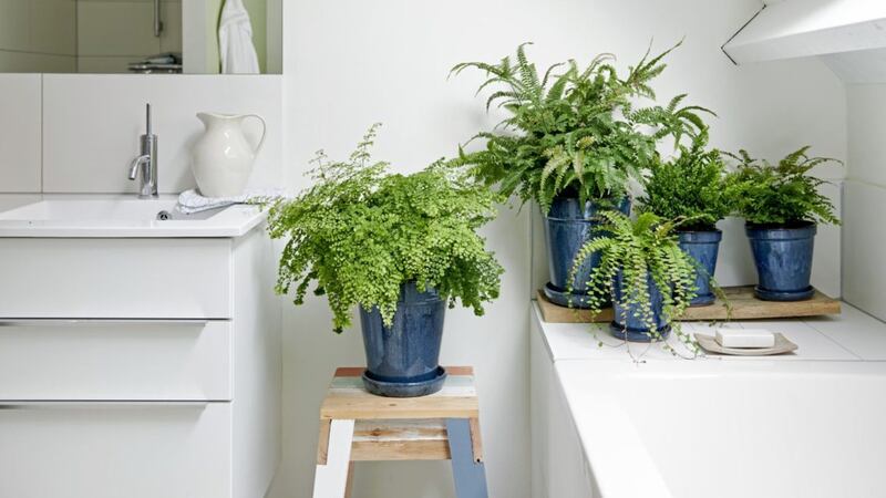 Houseplants&#39; impact on air quality is negligible 