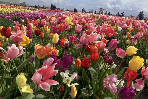 Why Amsterdam is blooming wonderful at the height of tulip season